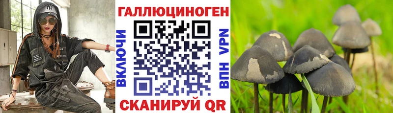 Псилоцибиновые грибы Psilocybine cubensis  blacksprut   Темников 